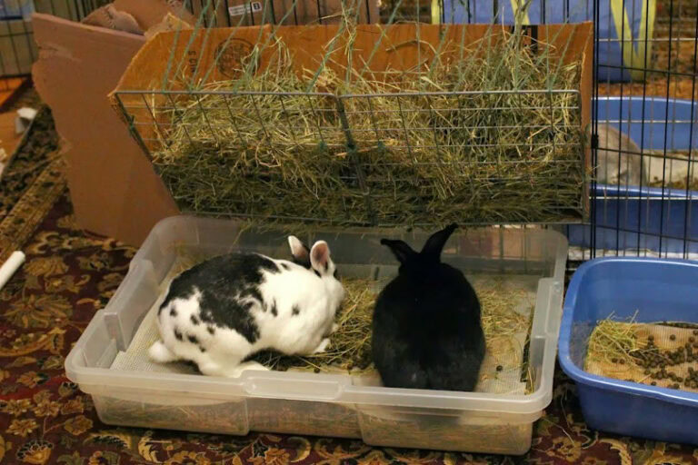 8 Amazing Rabbit Litter Box Plans That You Can Make Today (With ...