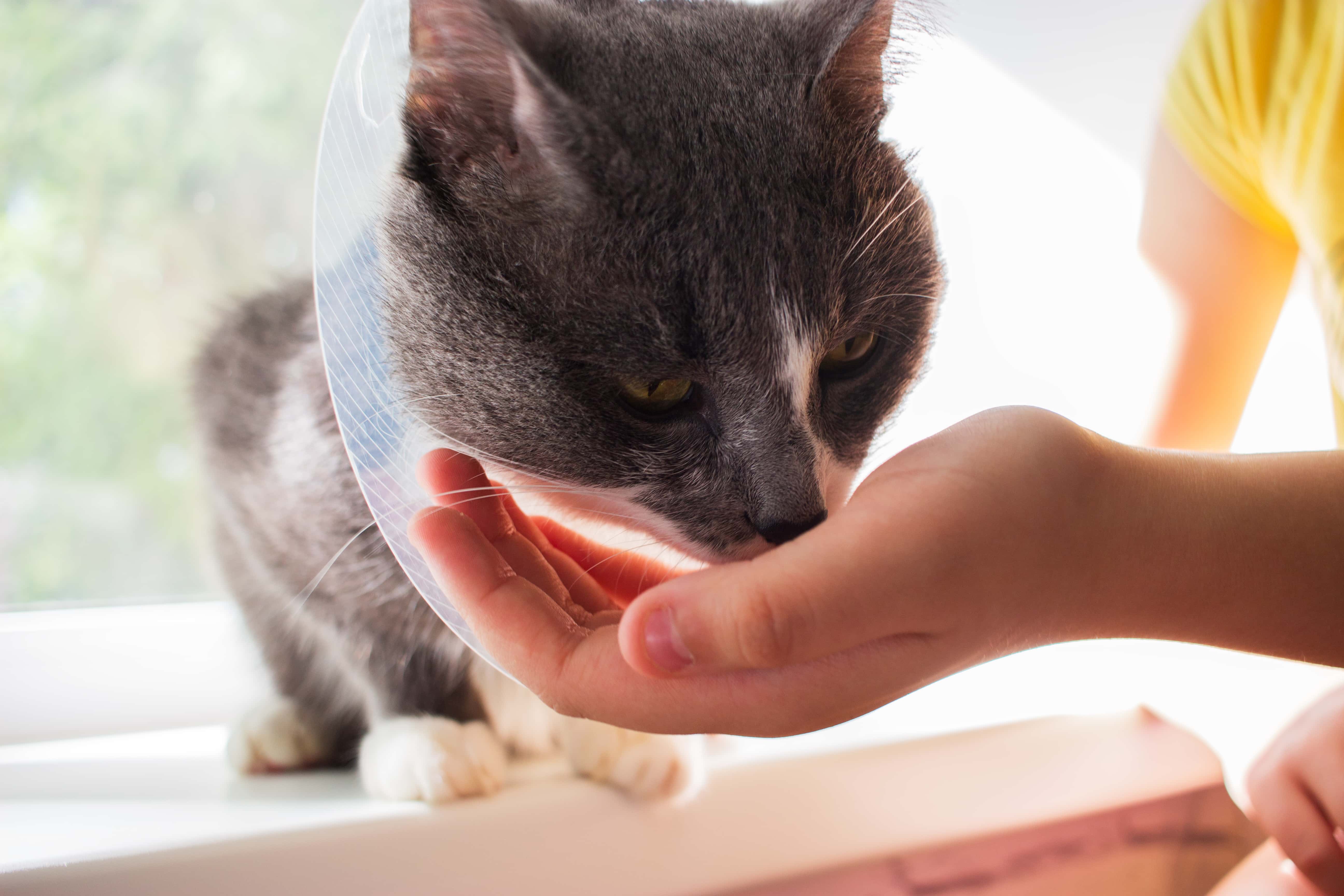 Hand-feeding a cat with cone