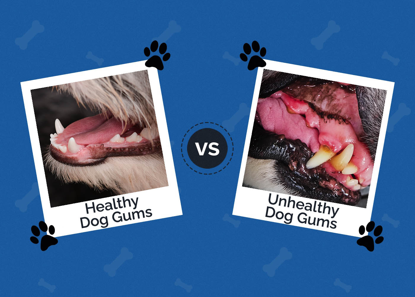 Healthy Dog Gums vs Unhealthy