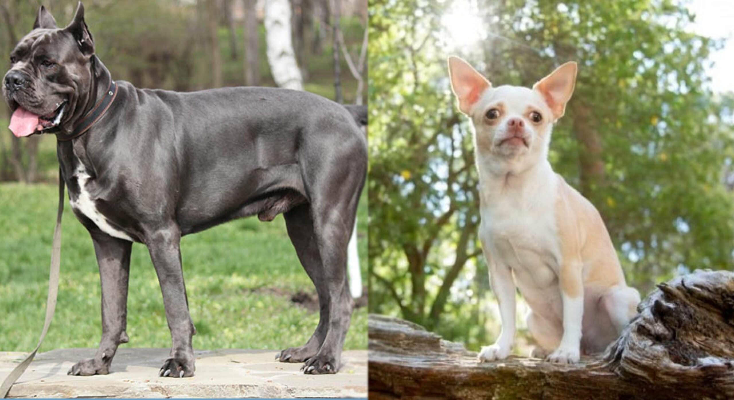 Cane Corso Chihuahua Mix Info Pictures, Traits & Facts Hepper