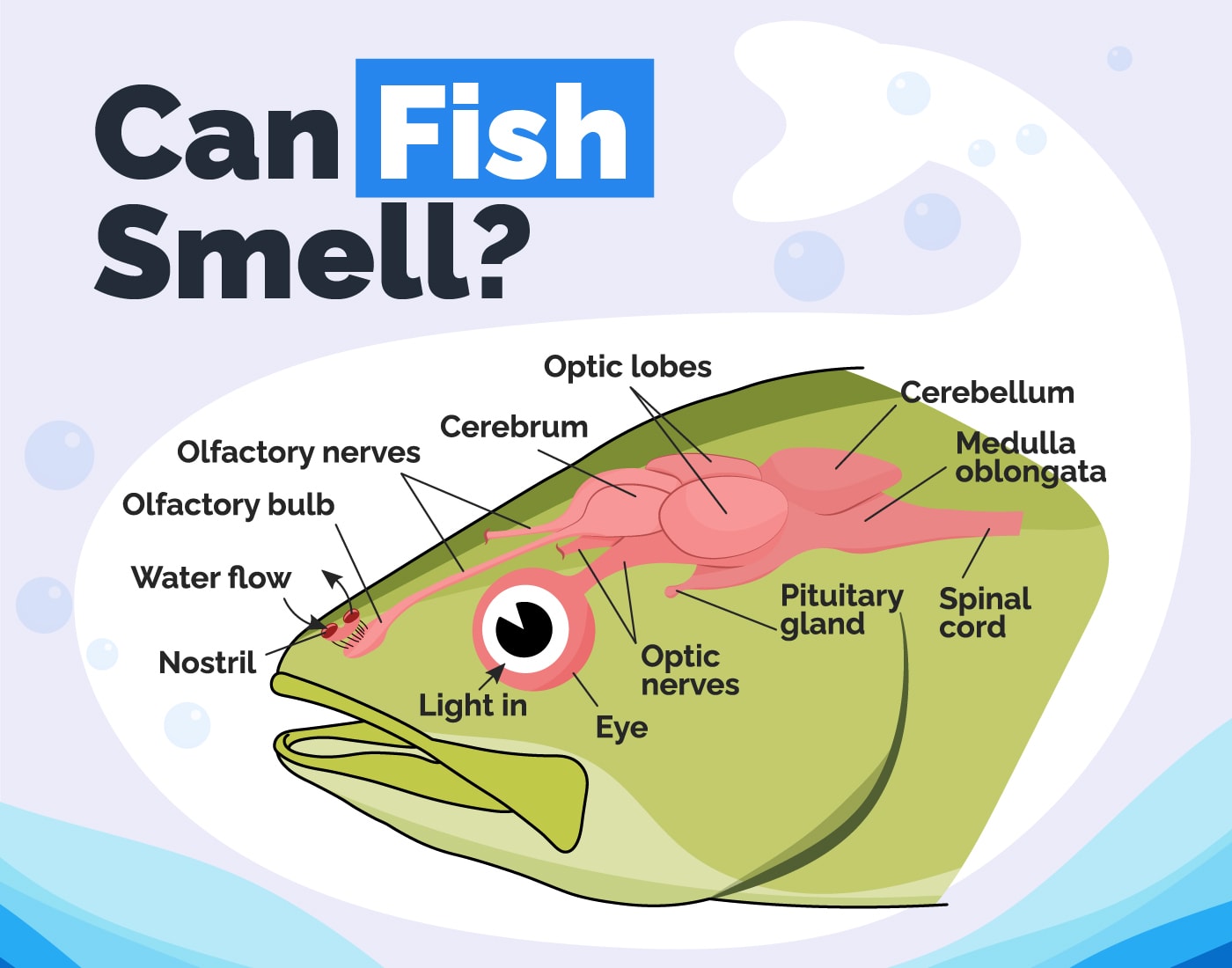 Hepper_Can Fish Smell_Infographic_v1_May 4 2023