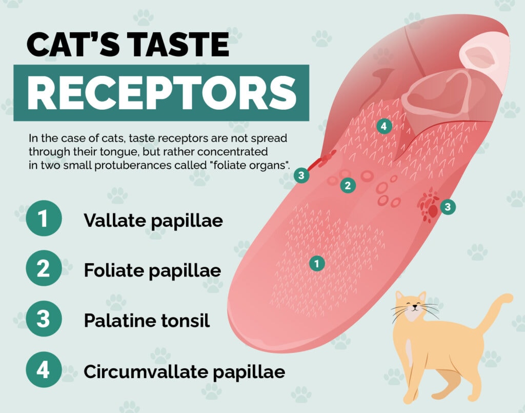 Do Cats Like Sweet Things & Can They Taste It? VetApproved Facts & Safety Tips Hepper