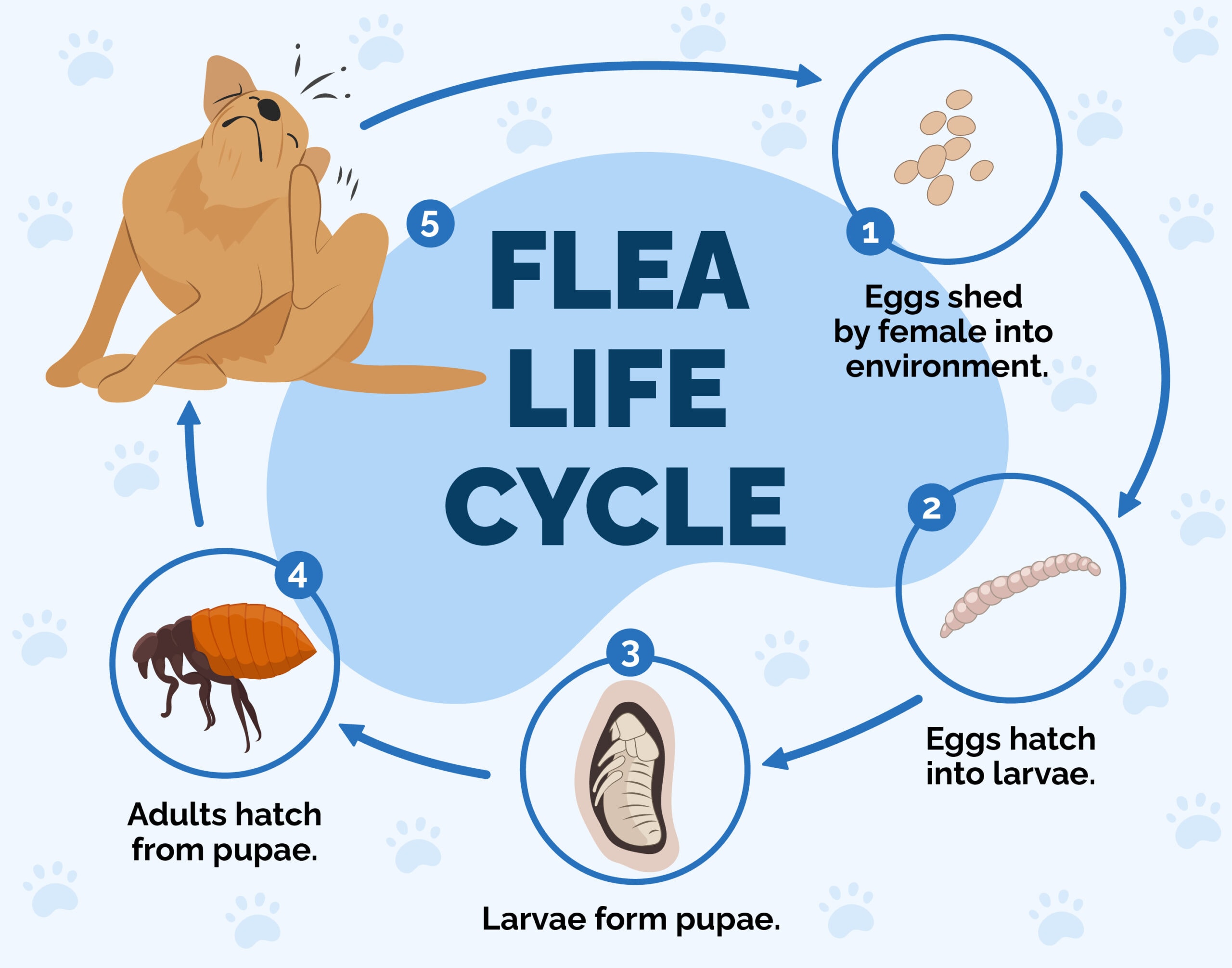 Flea life Cycle