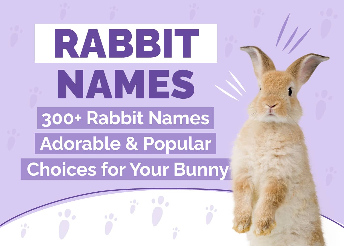 300 Rabbit Names Adorable & Popular Choices for Your Bunny Hepper