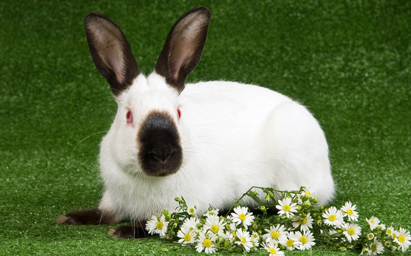 Himalayan rabbit