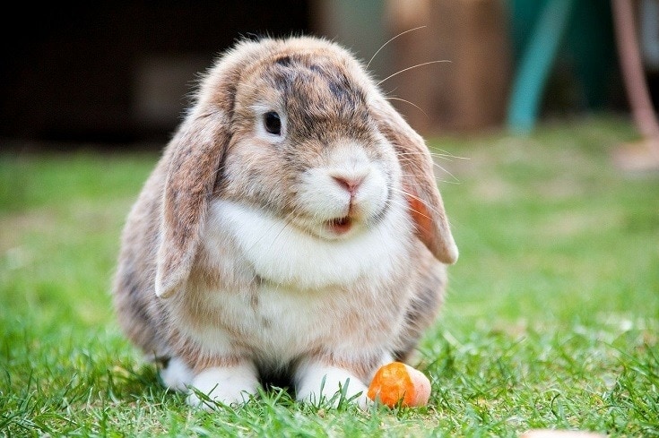 Holland lop rabbit outdoors