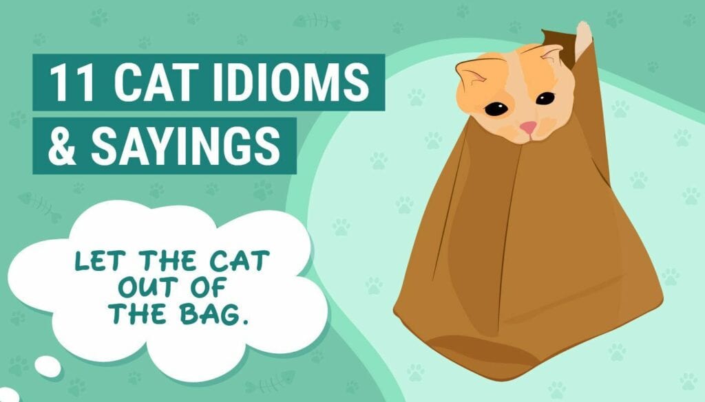 11 Cat Idioms & Sayings for Every Occasion (with Their Origins) Hepper