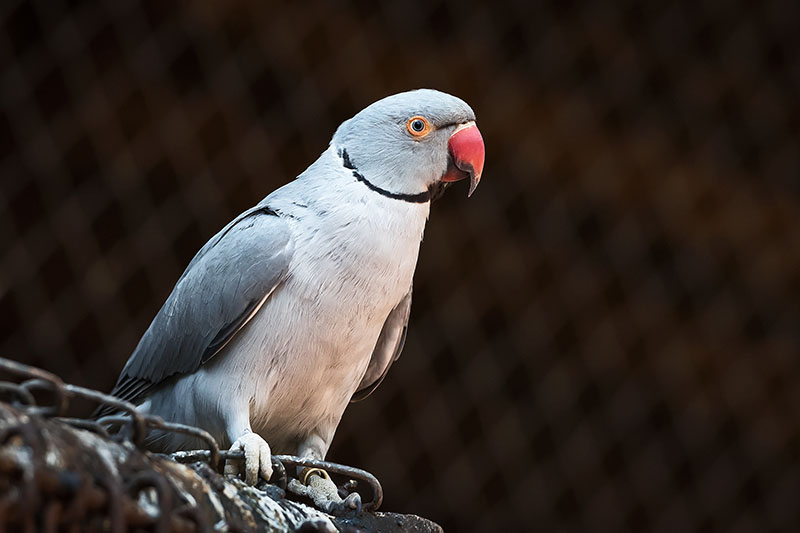 Indian ring neck parrot portrait