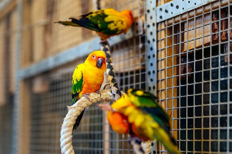 Indoor DIY Aviary From Contractors