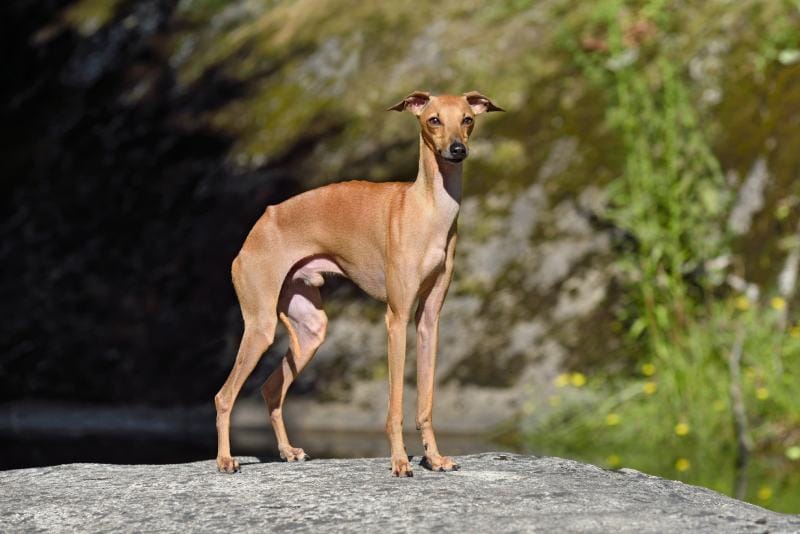 Italian Greyhound standing
