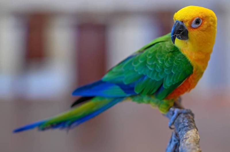 Jenday Conure Side view