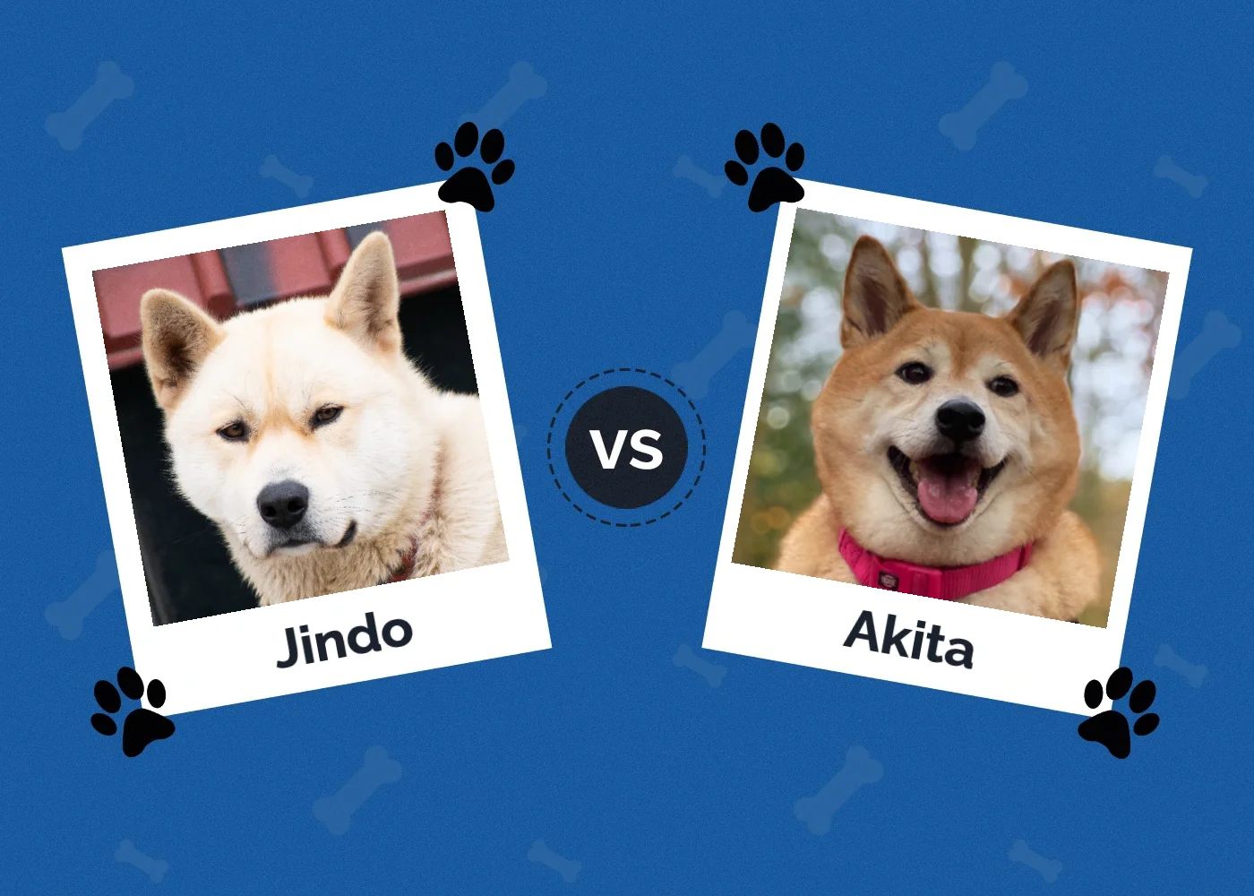 Jindo vs Akita - Featured Image
