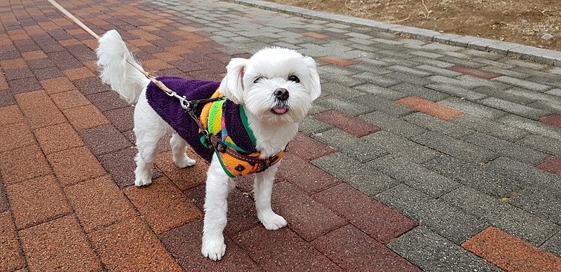 Korean Maltese Dog