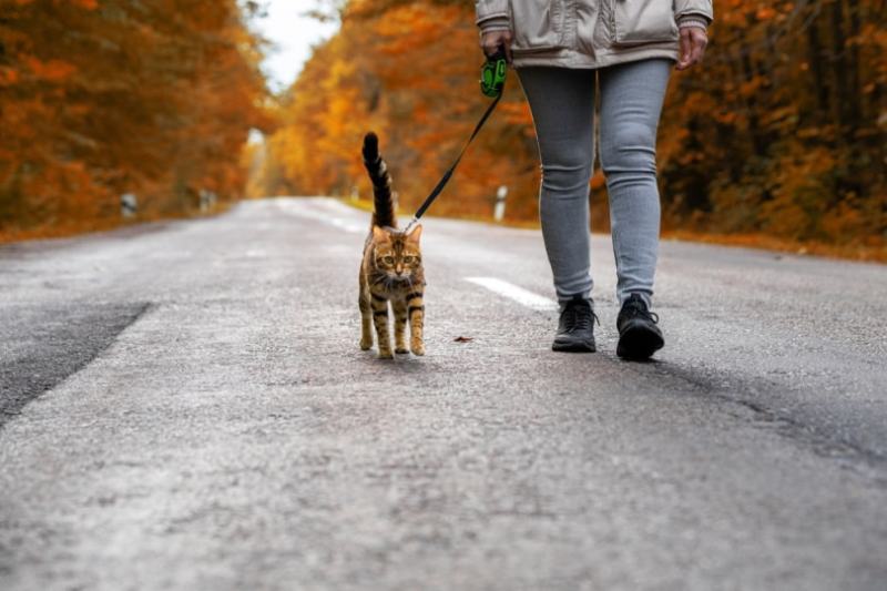 Lady walking cat with harness
