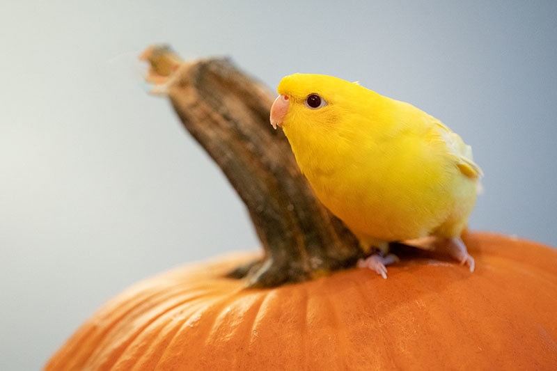 Lineolated parakeet sitting on a pumpkin stem
