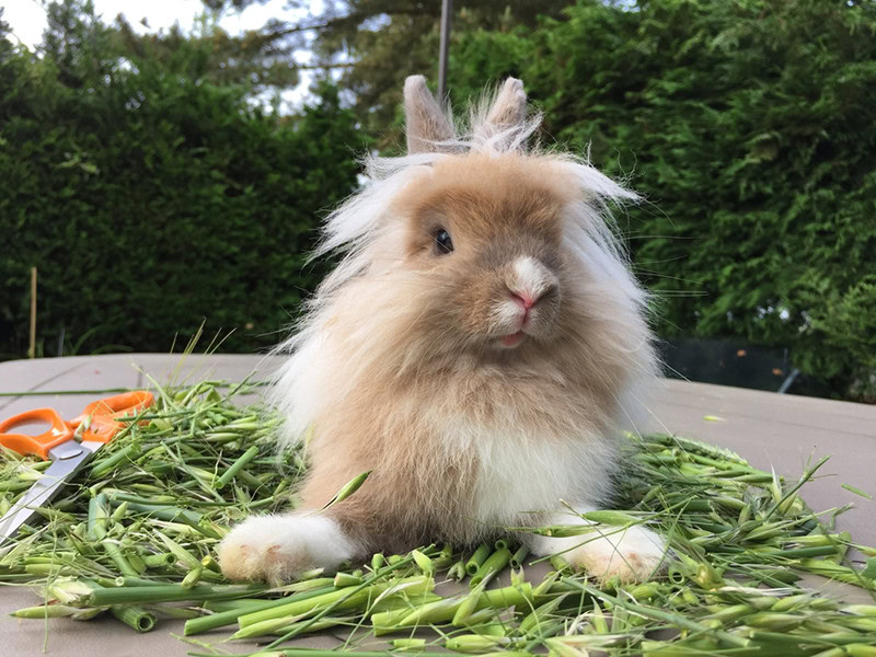 Lionhead Rabbit with Food