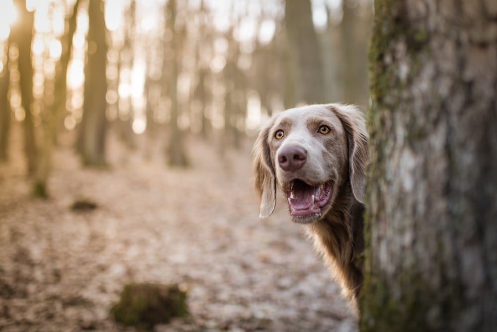 Long Haired Weimaraner