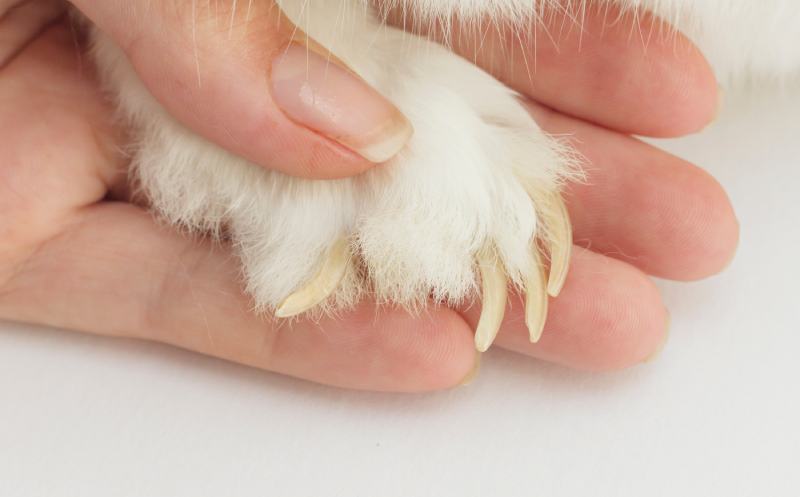 Long overgrown rabbit nails
