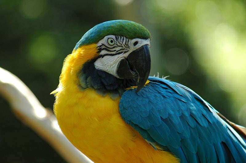 30 Colorful Facts About Parrots - The Fact Site