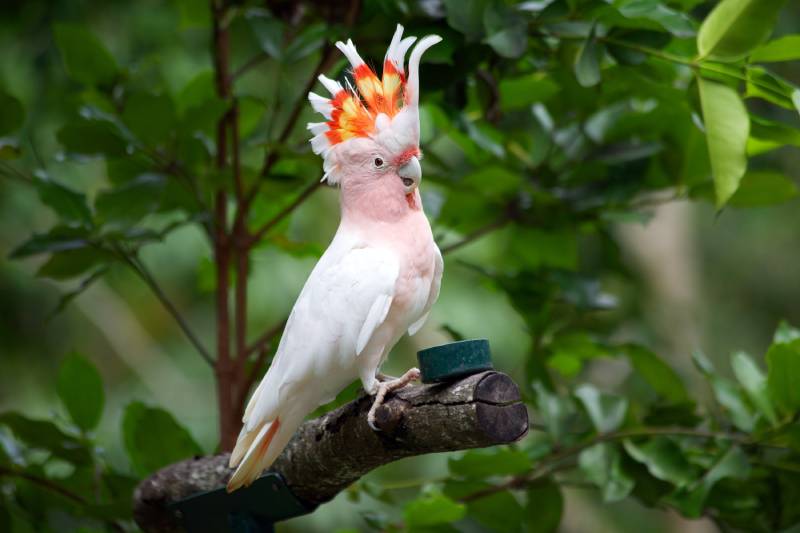 Major Mitchell Cockatoo