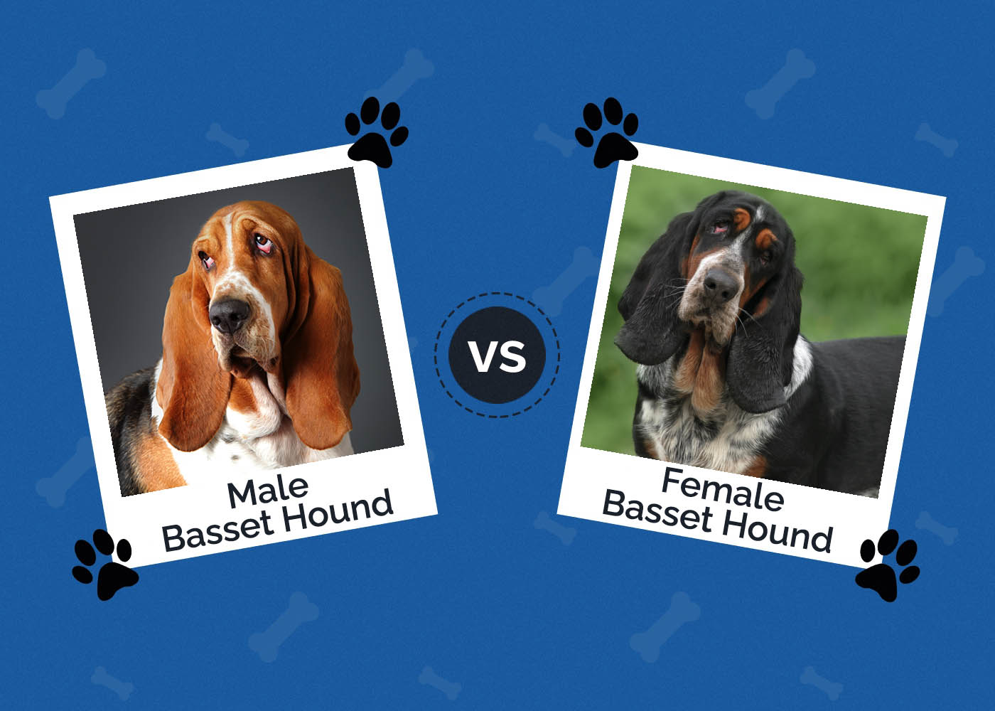 Male vs Female Basset Hound