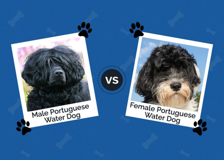Male vs Female Portuguese Water Dog The Differences (With Pictures