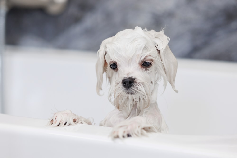 Maltese Bath white wet shampoo