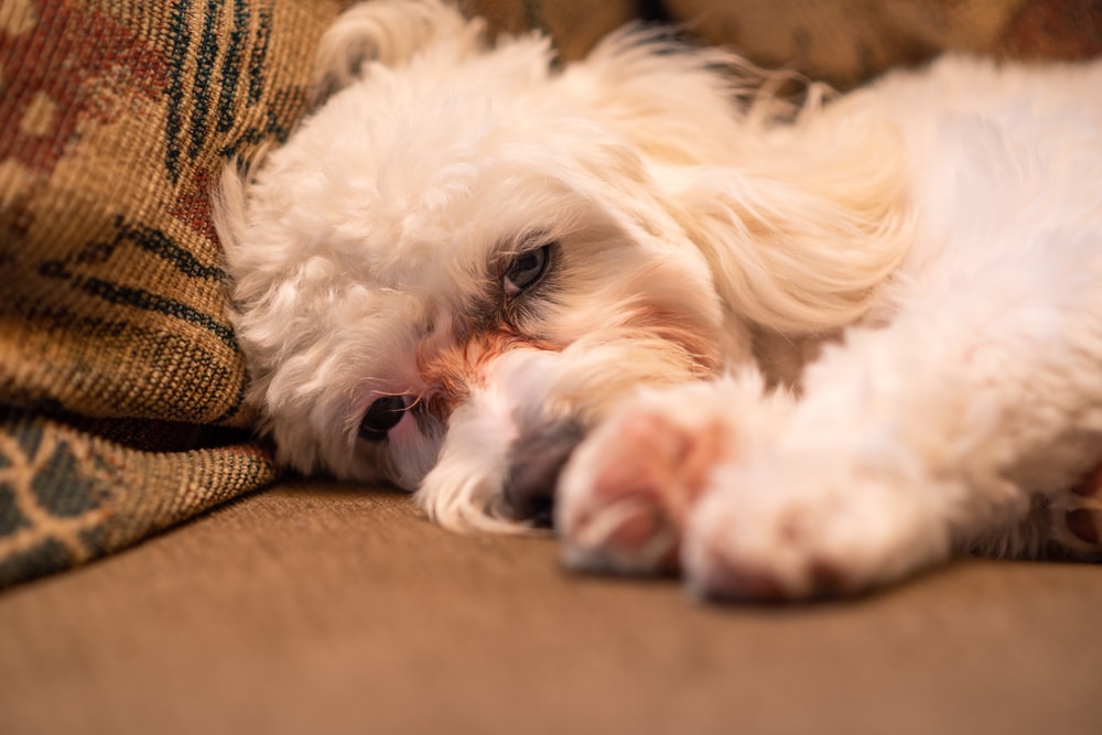 Maltese dog with tear stains lying on the floor