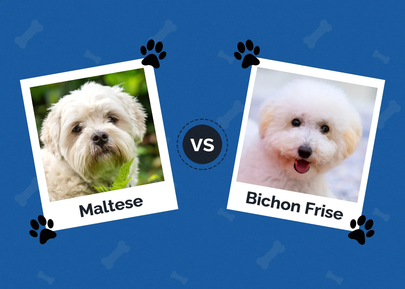 Maltese vs Bichon Frise - Featured Image