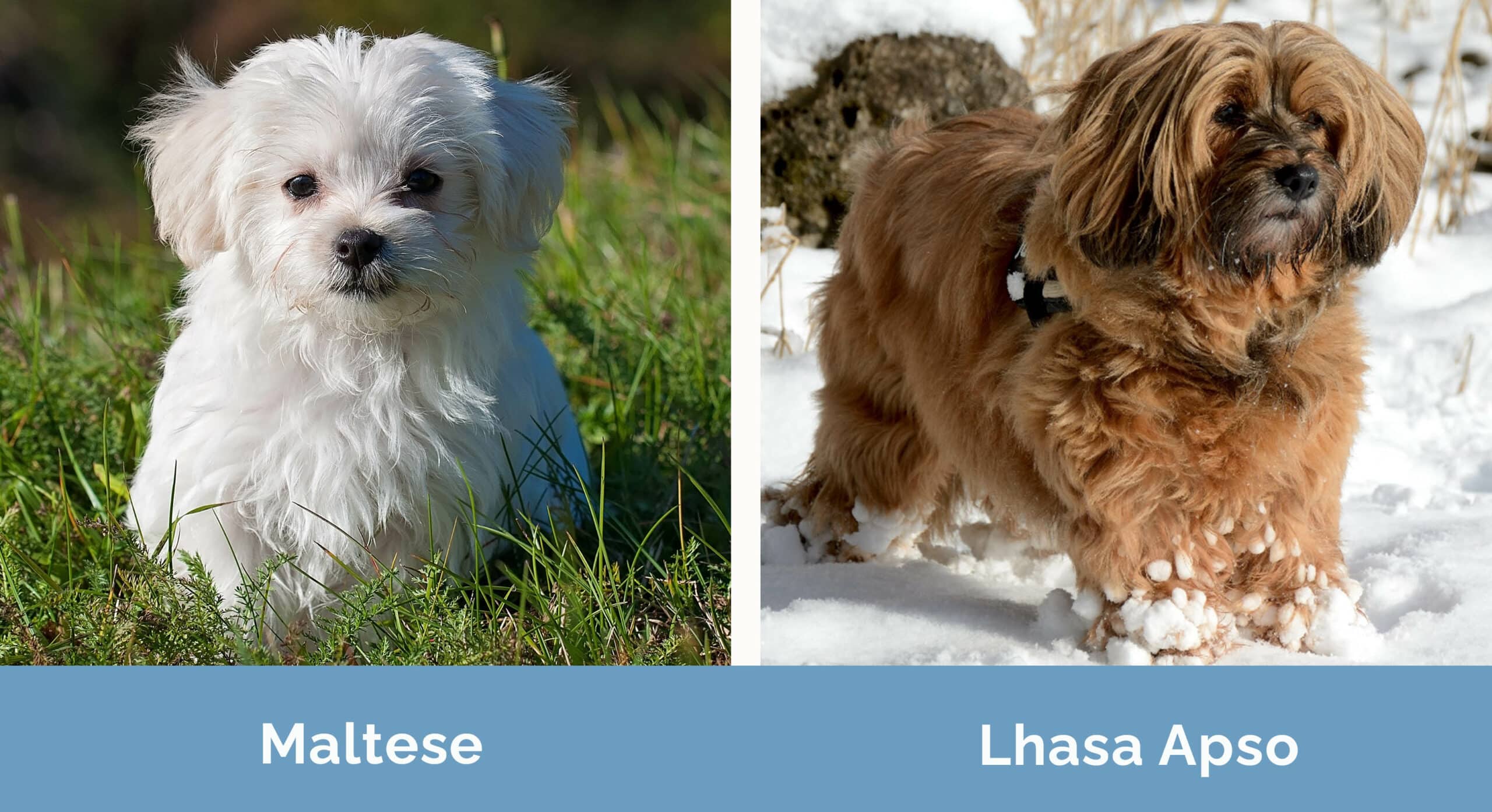 Maltese vs Lhasa Apso: Key Differences (With Pictures) | Hepper