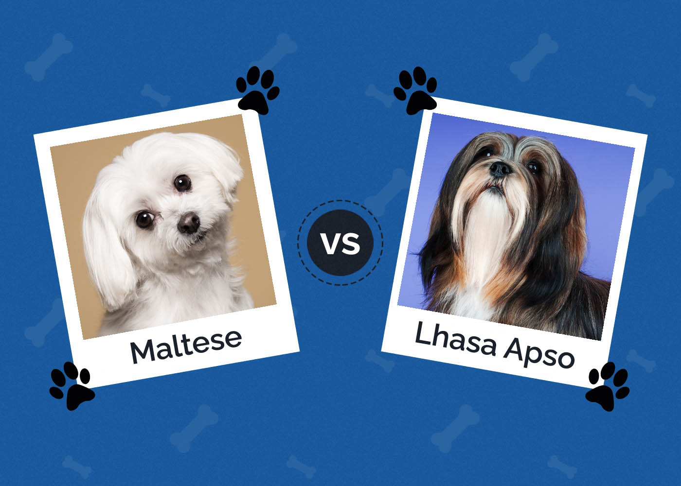 Maltese vs Lhasa Apso