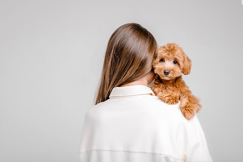 Maltipoo dog. Adorable Maltese and Poodle mix Puppy with woman. Beautiful long hair. Hairstyle