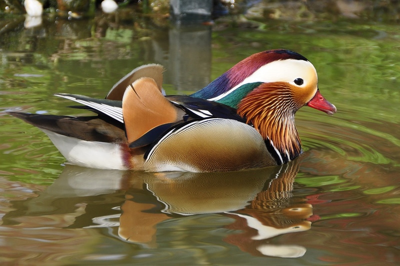 Mandarin duck swimiing in the river