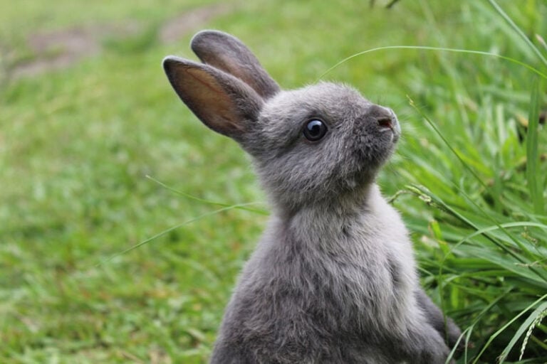 24 Small Rabbit Breeds (With Info & Pictures) | Hepper