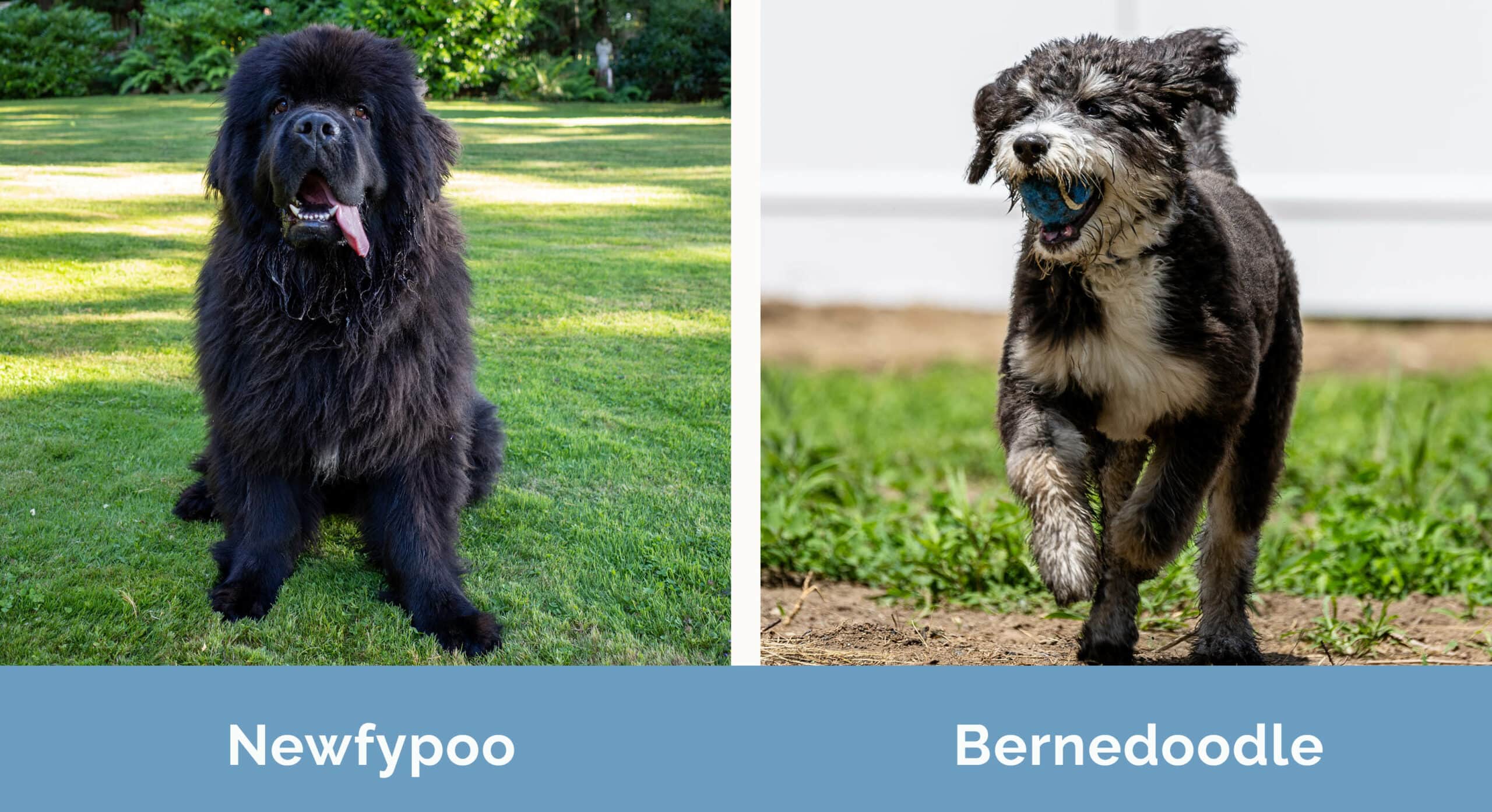 Newfypoo vs Bernedoodle Differences Similarities With Pictures