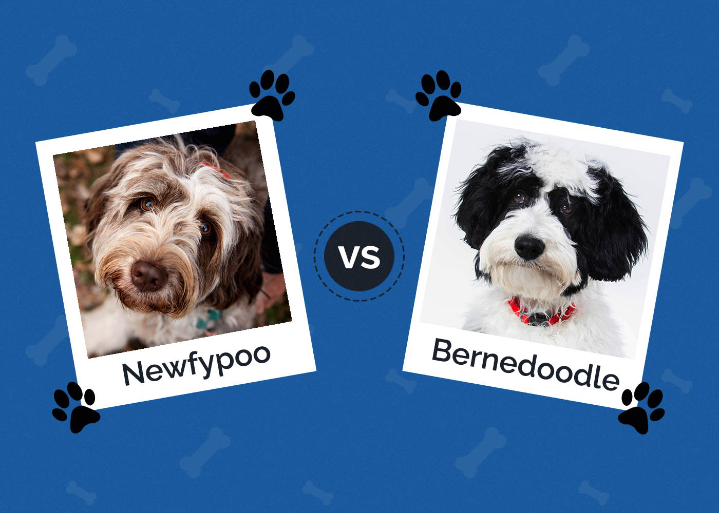 Newfypoo vs Bernedoodle