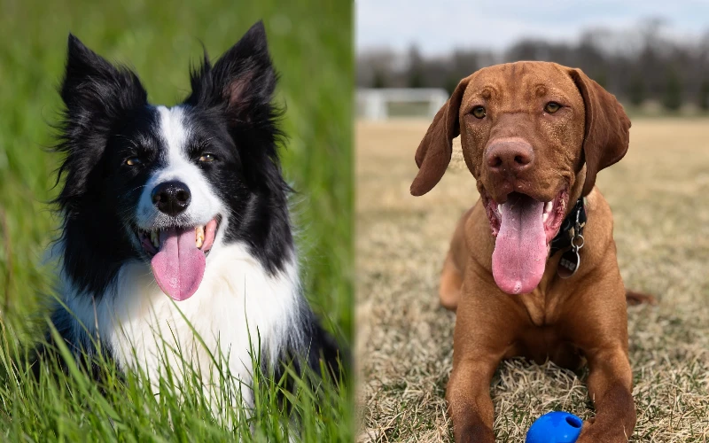 Parent breeds of Border Collie Vizsla Mix - Featured Image