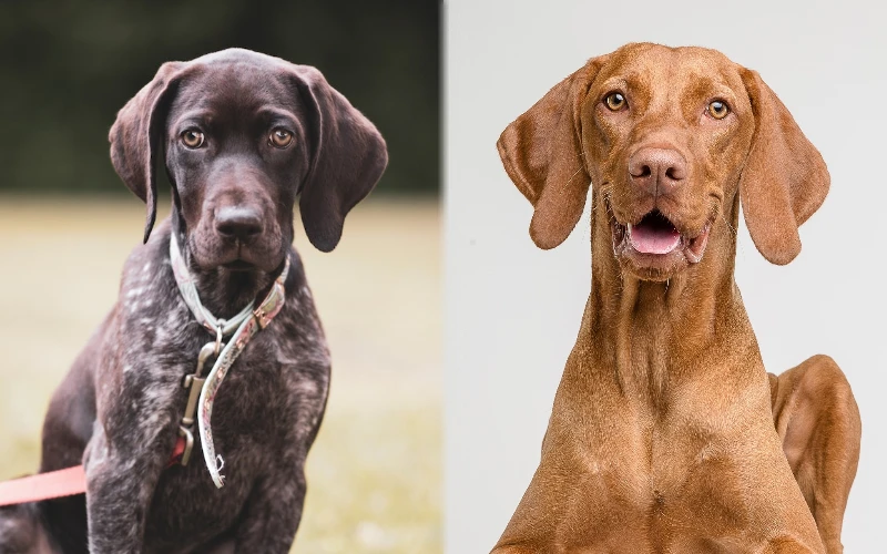 Parent breeds of GSP Vizsla Mix - Featured Image