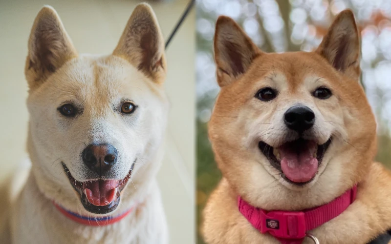 Parent breeds of Jindo Akita Mix - Featured Image