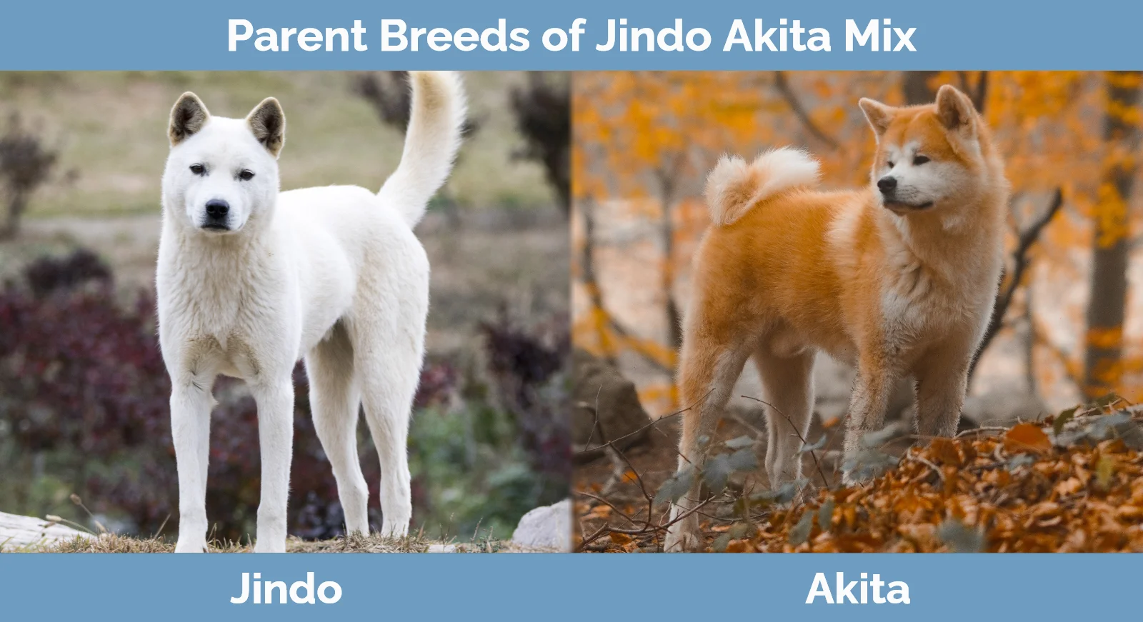 Parent breeds of Jindo Akita Mix