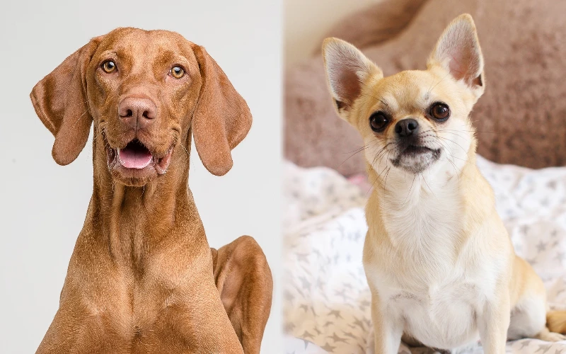 Parent breeds of Vizsla Chihuahua Mix (Vizchi) - Featured Image