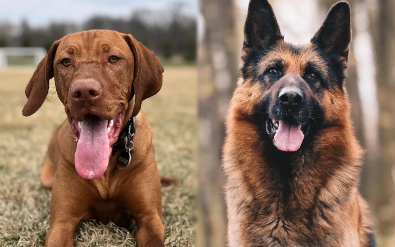 Parent breeds of Vizsla German Shepherd Mix