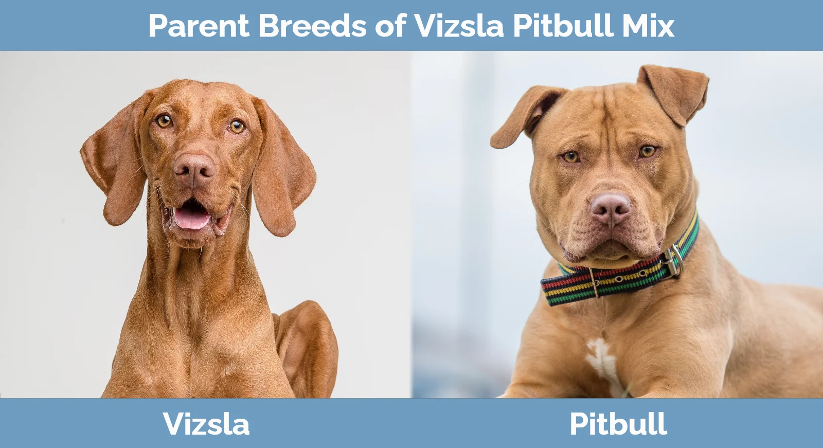 Parent breeds of Vizsla Pitbull Mix