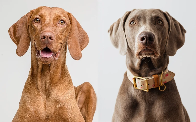 Parent breeds of Vizsla Weimaraner Mix (Vizmaraner) - Featured Image