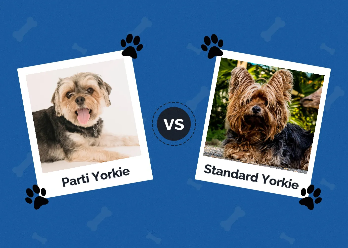 Parti Yorkie vs Standard Yorkie - Featured Image