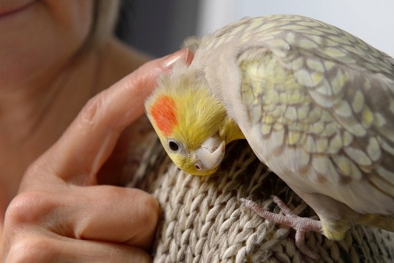 Pearl Cockatiel on owner's shoulder