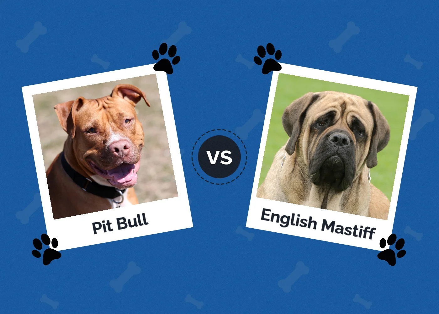 Pit Bull vs English Mastiff - Featured Image