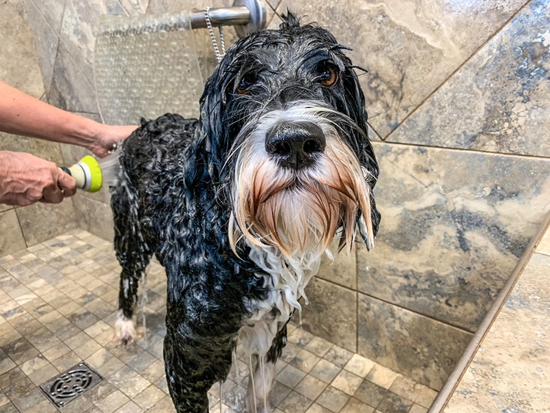 Portuguese Water Dog getting a bath