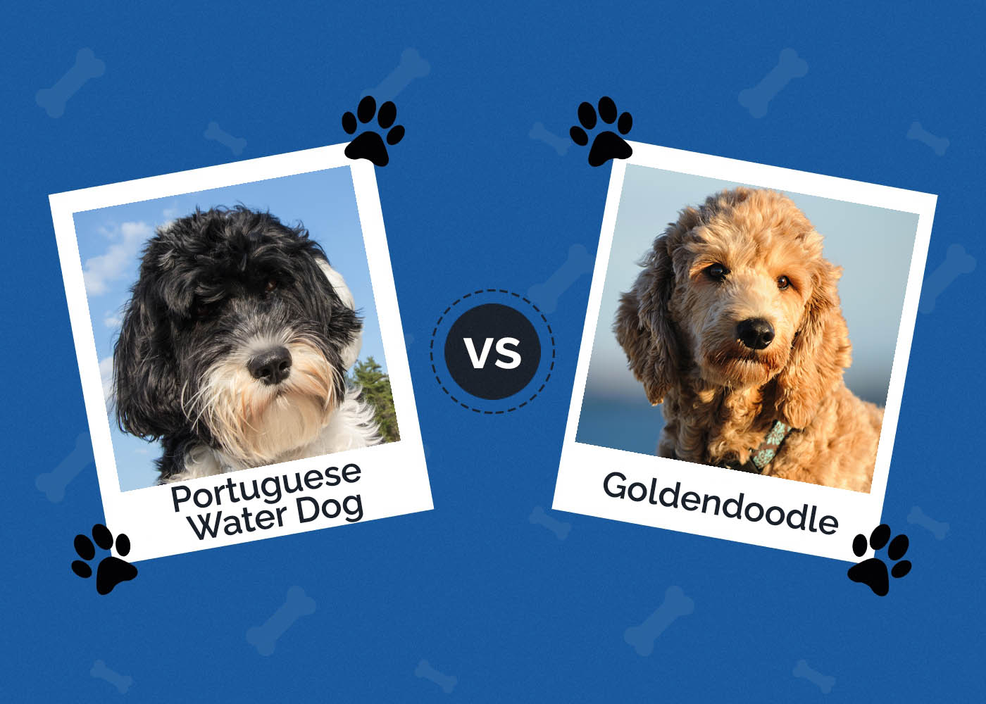 Portuguese Water Dog vs Goldendoodle