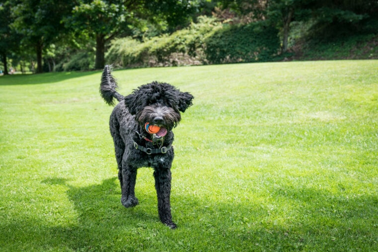 How Much Does a Portuguese Water Dog Cost? 2024 Price Guide Hepper